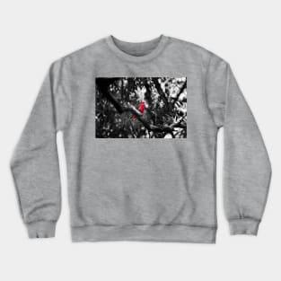 Crimson Rosella_3712A Crewneck Sweatshirt